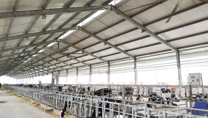 SOME ADVANTAGES WILL BE REVEALED when HVLS fans are installed on dairy farms.